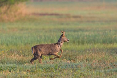 çalışan genç roebuck (capreolus) yeşil çayır atlama