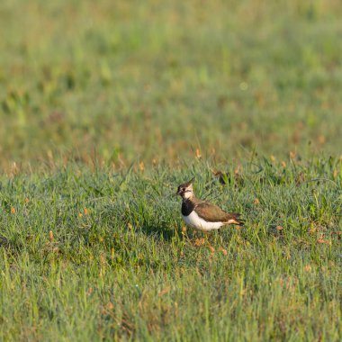 lapwing kuş (vanellus vanellus) yeşil çayırda yürüyüş