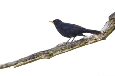 izole erkek karakuş (turdus merula) ağaç dalı üzerinde duran