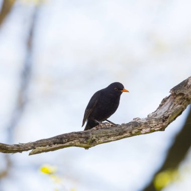 bir erkek siyah kuş (turdus merula) dal üzerinde duran