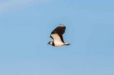 yan görünüm uçan lapwing kuş (vanellus vanellus), mavi gökyüzü