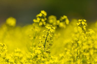 sarı kolza çiçekleri (brassica napus) kanola yakın görünümü
