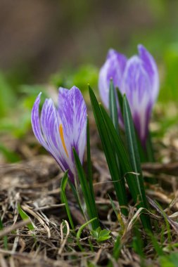 menekşe çiçek bahar çiğdem (çiğdem vernus albiflorus) çiçekleri
