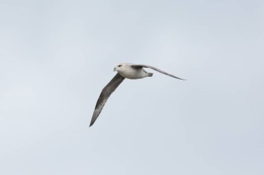 kuzey arktik fulmar (fulmarus glacialis) uçuş