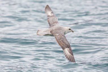 portre kuzey arktik fulmar (fulmarus glacialis) uçan