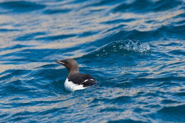 portre yüzme kalın gagalı murre kuş (Uria lomvia)