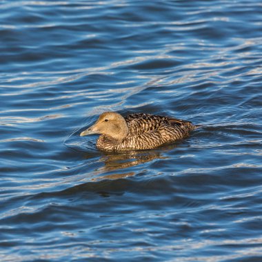 portre yüzme kadın eider ördek (somateria mollissima)