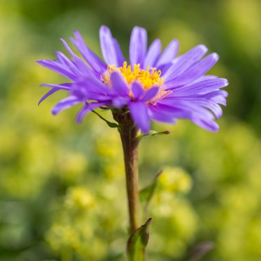 makro çiçeklenme boreal aster çiçek (aster alpinus)