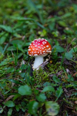 yeşil otlak tek sinek-agarik mantar