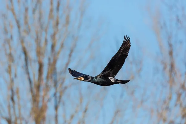 Létající velký kormorant (Phalacrocorax carbo), rozdvojná křídla, modrá — Stock fotografie