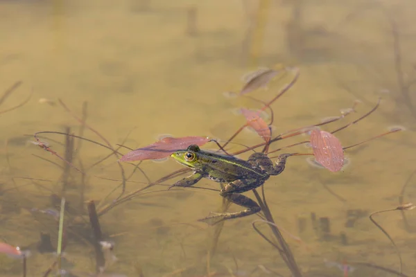 Vista lateral retrato rana verde (rana esculenta) en agua de estanque — Foto de Stock