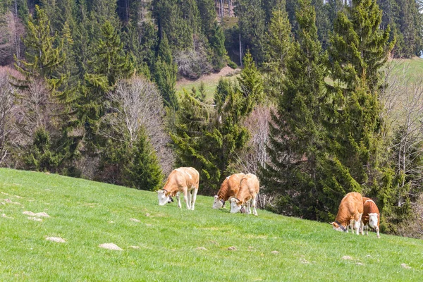 Several young bulls grazing in green meadow, trees, forest — Stock Photo, Image