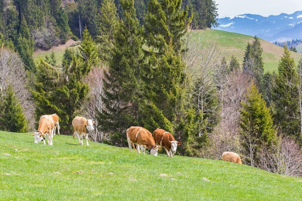 Несколько молодых быков, стоящих на зеленых пастбищах, горной местности — стоковое фото