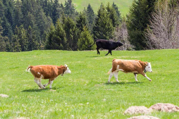 Três touros jovens correndo no prado verde, árvores, floresta — Fotografia de Stock
