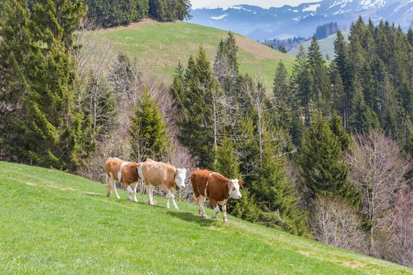 Três touros jovens caminhando no prado verde, floresta, montanhas — Fotografia de Stock