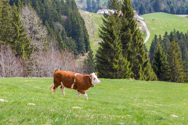 Um touro jovem caminhando em pasto verde, árvores, floresta — Fotografia de Stock