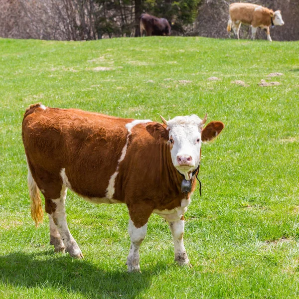 Um touro jovem andando de pé e estrelando em pastagem verde — Fotografia de Stock