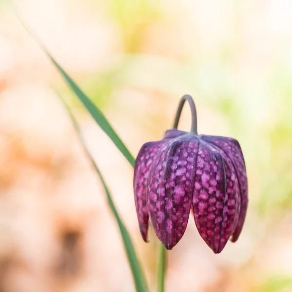 Macro uma flor de flor de xadrez narciso — Fotografia de Stock