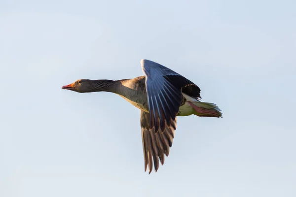 Detailed view flying gray goose (anser anser), sunlight, sky — Stock Photo, Image
