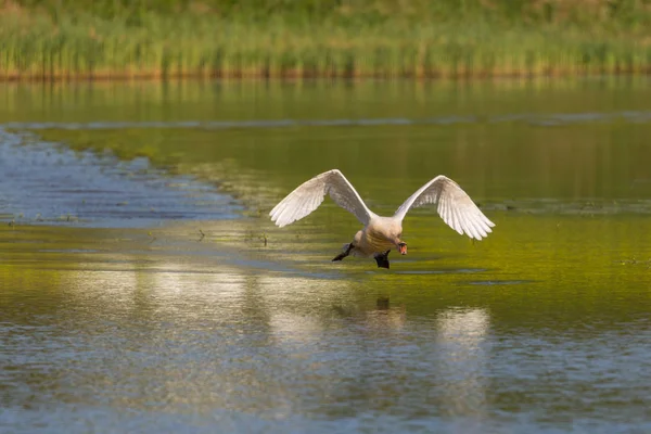 Widok z przodu wyciszenie Łabędzia (Cygnus olor) działa na powierzchni wody — Zdjęcie stockowe