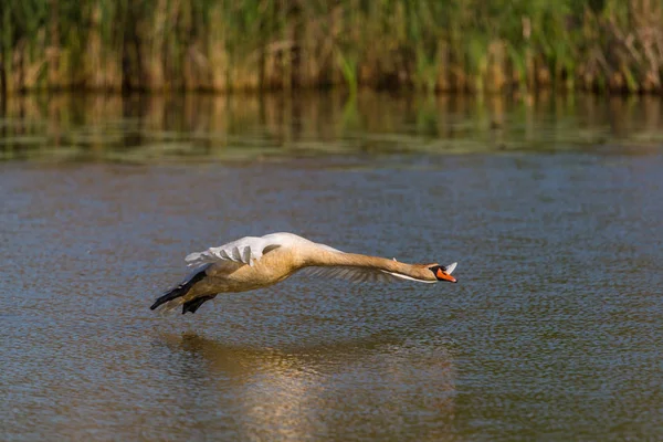 Visão detalhada um cisne mudo (cygnus olor) voando sobre a água — Fotografia de Stock