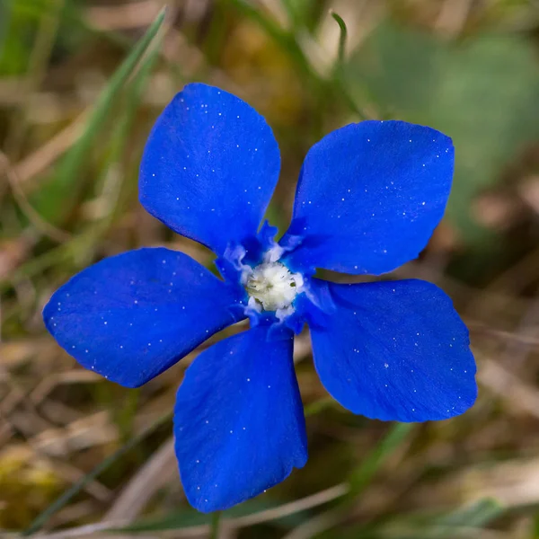 mavi bahar gentian (gentiana verna) çiçeği üst görünümü