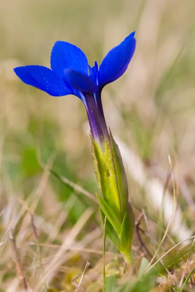 Vista laterale blu primavera genziana (gentiana verna) fiore — Foto Stock