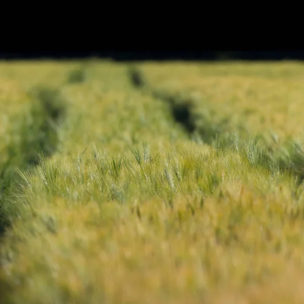 Campo de maíz verde con trigo maduro y espigas, tierras de cultivo — Foto de Stock