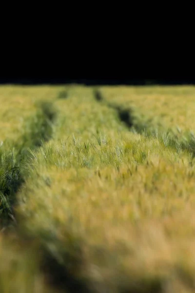 Cerca vista campo de maíz verde con trigo — Foto de Stock