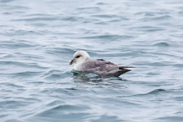 Fulmar arctique du nord (fulmarus glacialis) nageant — Photo