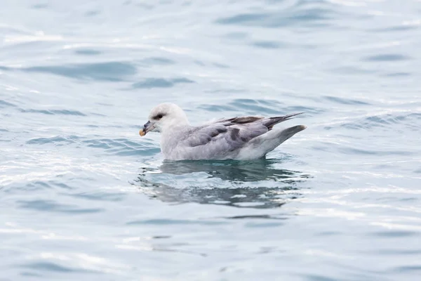 Nager fulmar arctique du nord (fulmarus glacialis), eau — Photo