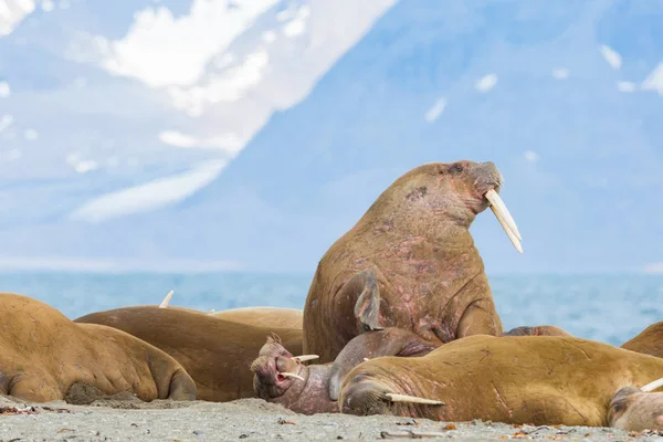 Colonia di tricheco (odobenus rosmarus), Svalbard — Foto Stock