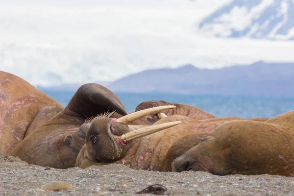 Αρκετοί θαλάσσιοι ελέφαντες που κοιμούνται σε αμμώδη γη (οδόβενος) — Φωτογραφία Αρχείου