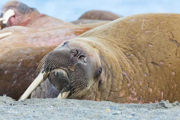 Bliski widok naturalny morsa (Odobenus rosmarus) leżącego na plaży — Zdjęcie stockowe