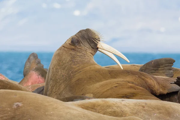 Tricheco (odobenus rosmarus) con grandi zanne distese, mare blu — Foto Stock