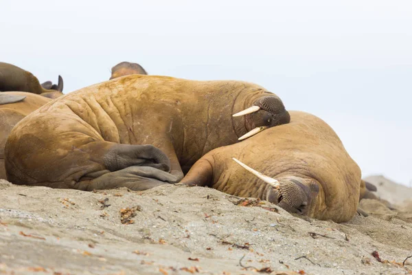 Δύο θαλάσσιοι ελέφαντες που κοιμούνται αρμονικά — Φωτογραφία Αρχείου