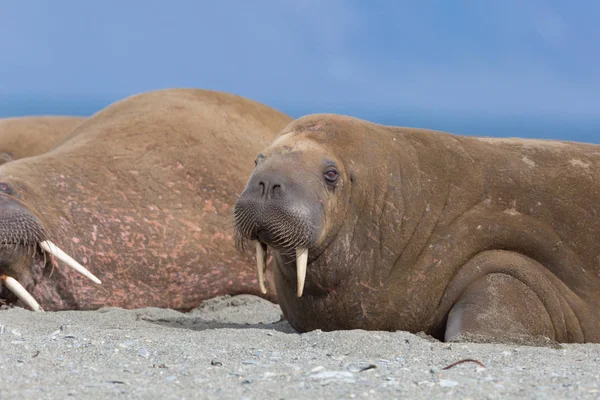 Morsa vista cercana (odobenus rosmarus) acostado en la playa de arena —  Fotos de Stock