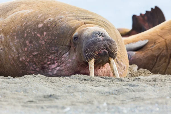 모래 해변에서 상아와 거짓말 walrus (odobenus rosmarus) — 스톡 사진