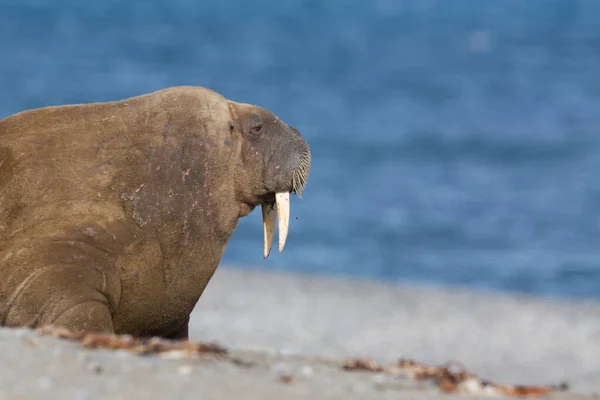 Portret Arctische Walrus (Odobenus rosmarus), blauwe zee — Stockfoto