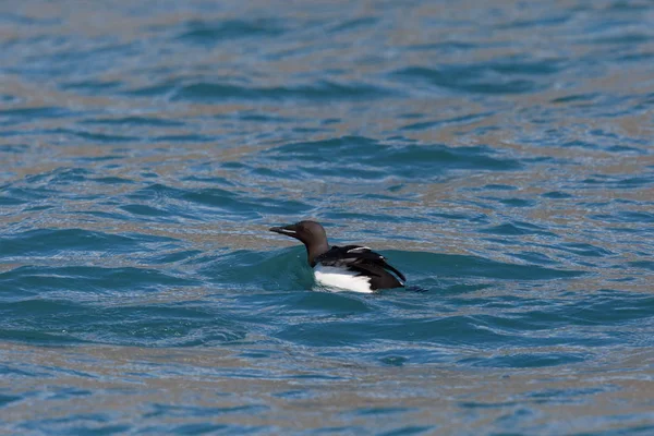 Een zwemmen dik-gefactureerde murre vogel (Uria lomvia), blauw water — Stockfoto