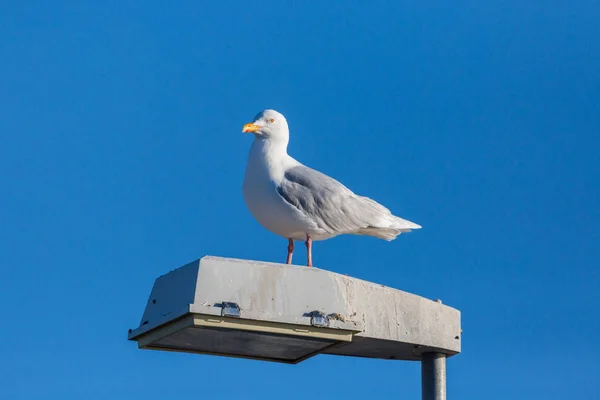 Glaucous burgomeister gull (Larus hyperboreus) standing — Stock Photo, Image