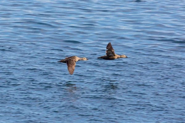 两只雌性鸭子（索马蒂利亚·莫利西玛）飞舞 — 图库照片