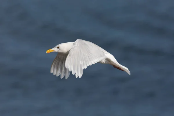 Retrato detalhado voando gaivota de burgomeister glaucoso (Larus ) — Fotografia de Stock
