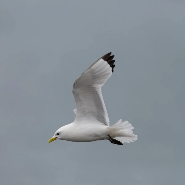 Vista lateral kittiwake de pernas pretas (rissa tridactyla) em voo — Fotografia de Stock