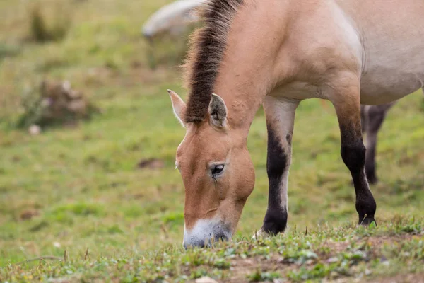 Один Przewalski дикий конь пасущийся в скудных лугах — стоковое фото