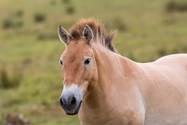 Portrait of one Przewalski wild horse in grassland — Stock Photo, Image