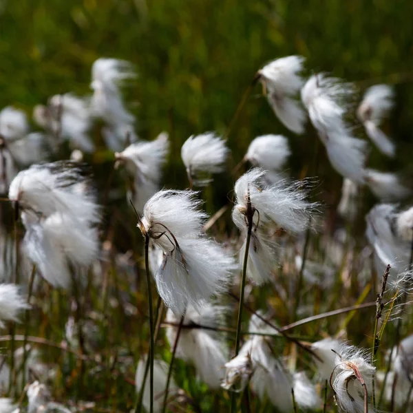 Hierba de algodón natural de flor blanca (Eriophorum), prado verde — Foto de Stock