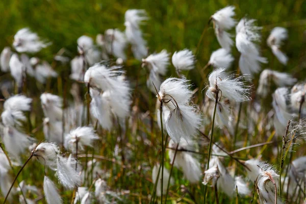 Flor branca de grama de algodão natural (Eriophorum) no prado verde — Fotografia de Stock