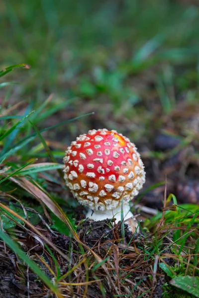 Un champignon mouche-agarique dans l'herbe verte — Photo