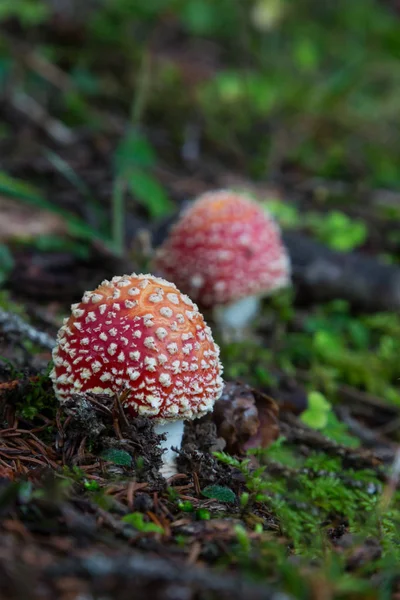 Deux champignons agariques à la mouche sur le sol forestier — Photo